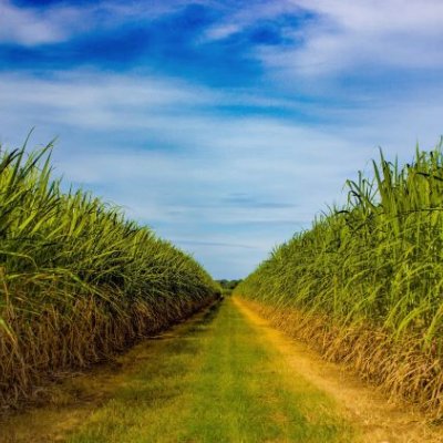 A view down a grassy path between rows of tall sugarcane plants with a bright blue sky above